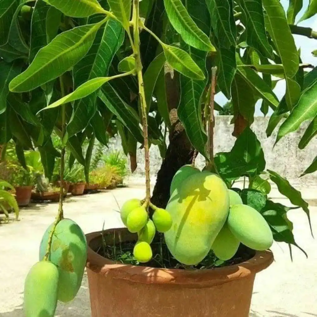 Mango All Season Plant